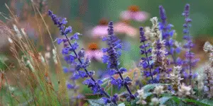 Blue Salvia (8)
