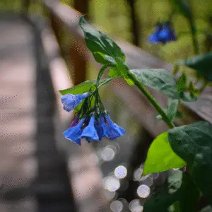 Virginia Bluebells