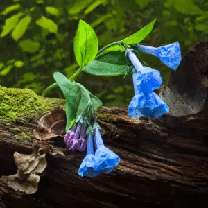 Virginia Bluebells