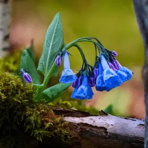Blue Virginia bluebells