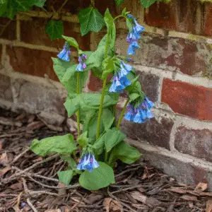 Virginia Bluebells