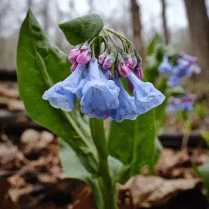 Blue Virginia bluebells