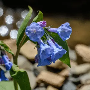 Blue Virginia bluebells