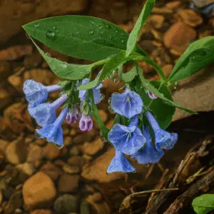 Virginia Bluebells