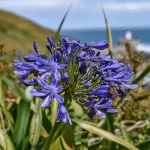 Blue agapanthus flower