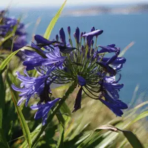 Agapanthus
