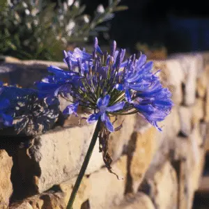 Blue agapanthus flower