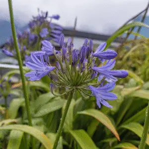 Blue agapanthus flower