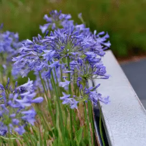 Blue agapanthus flower