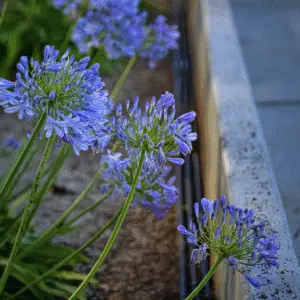 Blue agapanthus flower