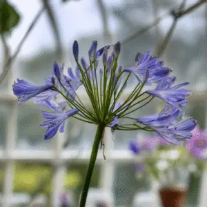 Agapanthus