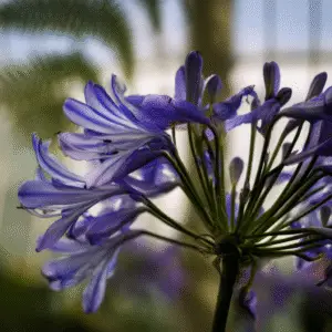 Agapanthus