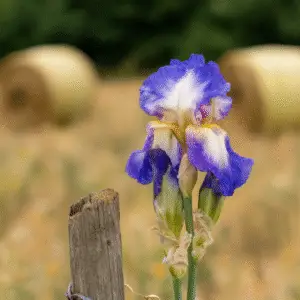 Blue bearded iris flower