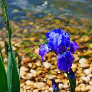 Bearded Iris