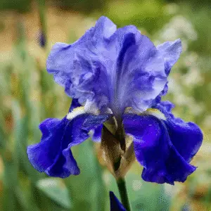 Bearded Iris