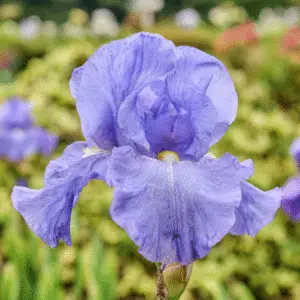 Blue bearded iris flower