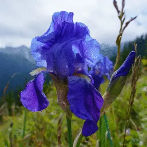 Bearded Iris