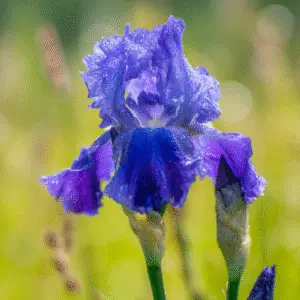 Blue bearded iris flower