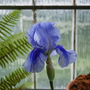 Bearded Iris