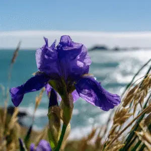 Blue bearded iris flower