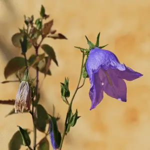 Blue bellflower