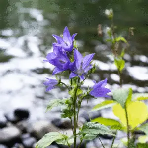 Bellflower