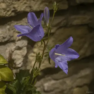 Bellflower