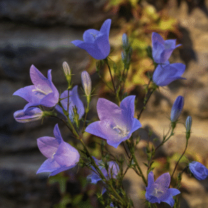Blue bellflower