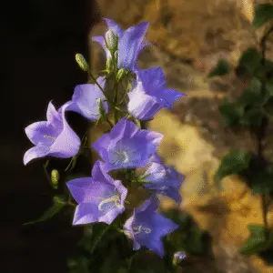 Blue bellflower
