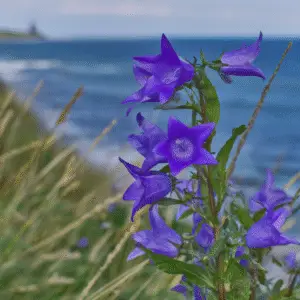 Blue bellflower