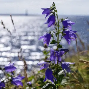 Blue bellflower