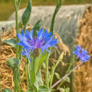 Cornflower (Bachelor's Button)