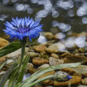 Blue cornflower flower