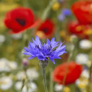 Cornflower (Bachelor's Button)