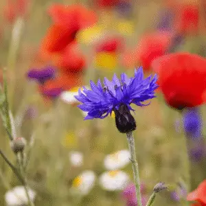 Blue cornflower flower