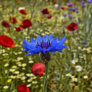 Blue cornflower flower