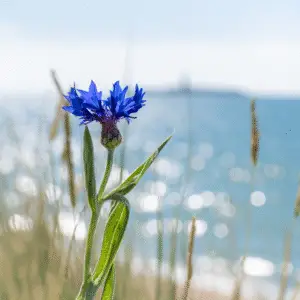 Blue cornflower flower