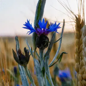 Blue cornflower flower