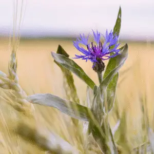 Blue cornflower flower