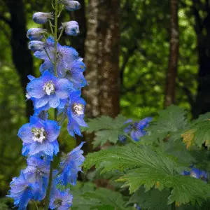 Candle larkspur