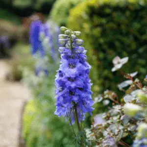Candle larkspur