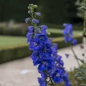 Blue delphinium