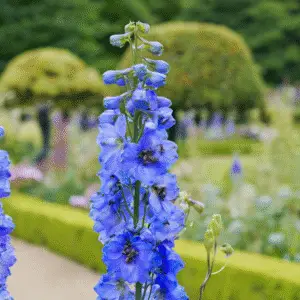 Blue delphinium