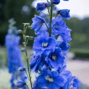 Blue delphinium