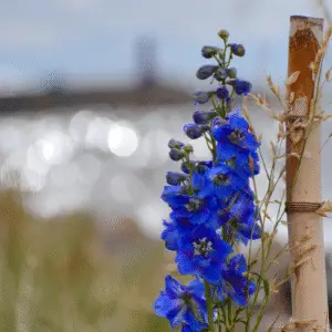 Blue delphinium
