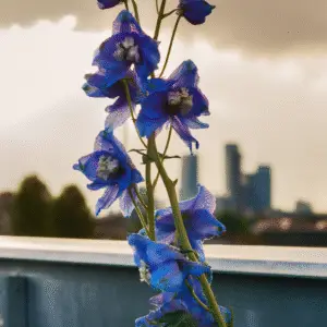 Candle larkspur