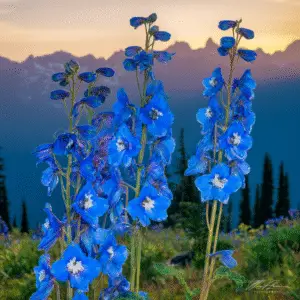 Blue delphinium