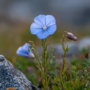 Blue Flax