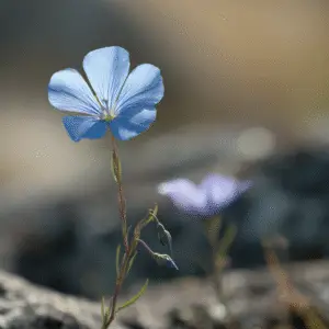 Blue Flax