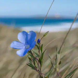 Blue flax Linum Flower